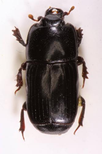 Platysoma elongatum elongatum